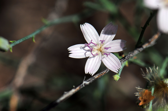 Small Wirelettuce has single or solitary heads with ligulate flowers each with 5-lobes and are strap-shaped. Floral heads have 5 to 11 individual florets.  Stephanomeria exigua